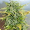 Семена конопли  Auto Royal Kush feminised Ganja Seeds