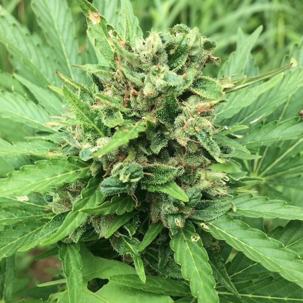 купить урожайные семена конопли Auto Super Bud feminised