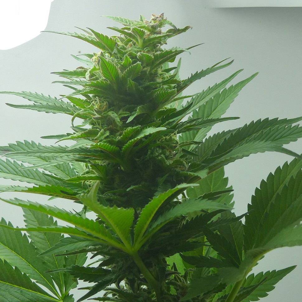 купить качественные семена конопли Auto Super Bud feminised