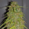 купить автоцветущие семена конопли Auto Super Bud feminised