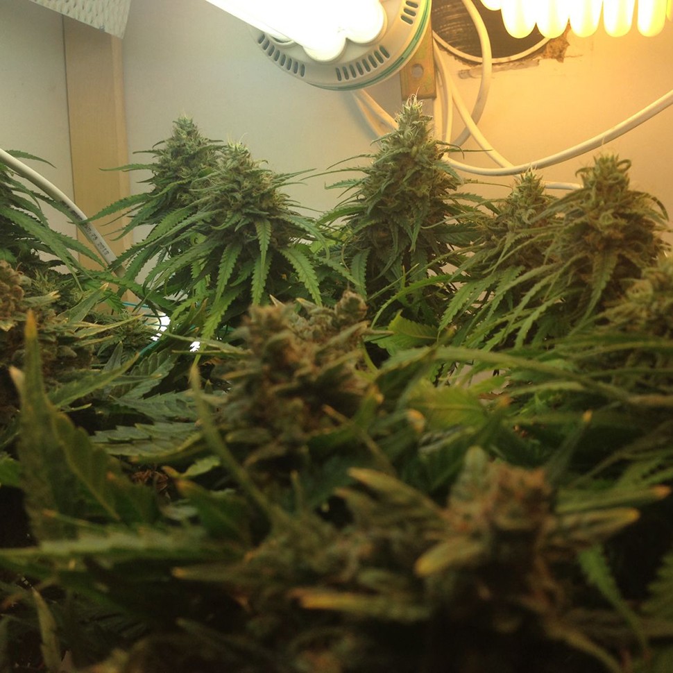 купить семена конопли интернет магазин Auto Super Bud feminised