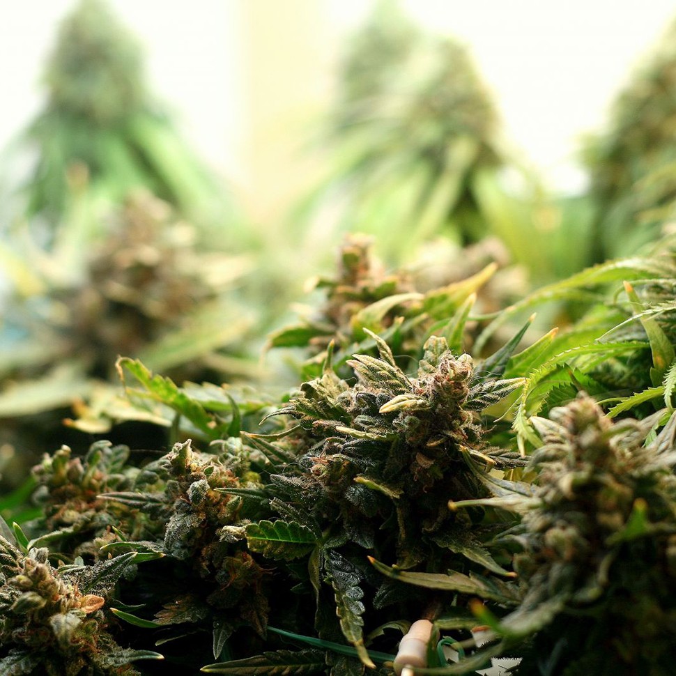 купить семена конопли в фирменной упаковке Auto Super Bud feminised