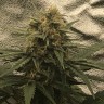 купить семена конопли с доставкой Auto Super Bud feminised