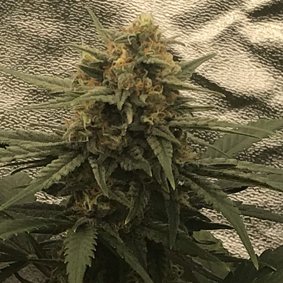 купить семена конопли с доставкой Auto Super Bud feminised