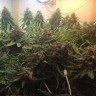 купить семена конопли элитных сортов Auto Super Bud feminised