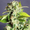 купить семена конопли марихуаны Auto Super Bud feminised