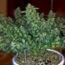 купить семена конопли f1 в оригинальной упаковке Auto Sweet Tooth feminised