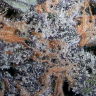 купить семена конопли недорого  Auto Lavender feminised