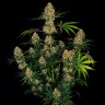 где заказать семена конопли Auto Hindu Kush feminised