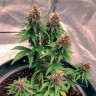 Семена ганжа  Auto Black Opium feminised Ganja Seeds