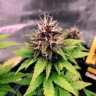 Семена ганжа  Auto Black Opium feminised Ganja Seeds