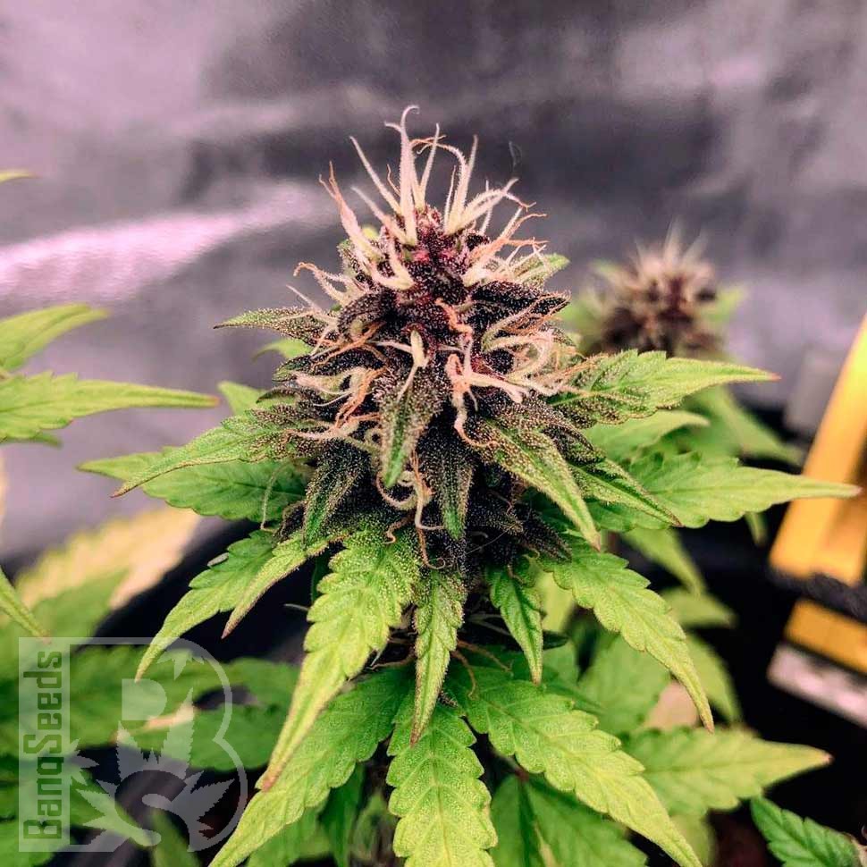Семена ганжа  Auto Black Opium feminised Ganja Seeds