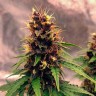 Семена ганжа  Auto Black Opium feminised Ganja Seeds