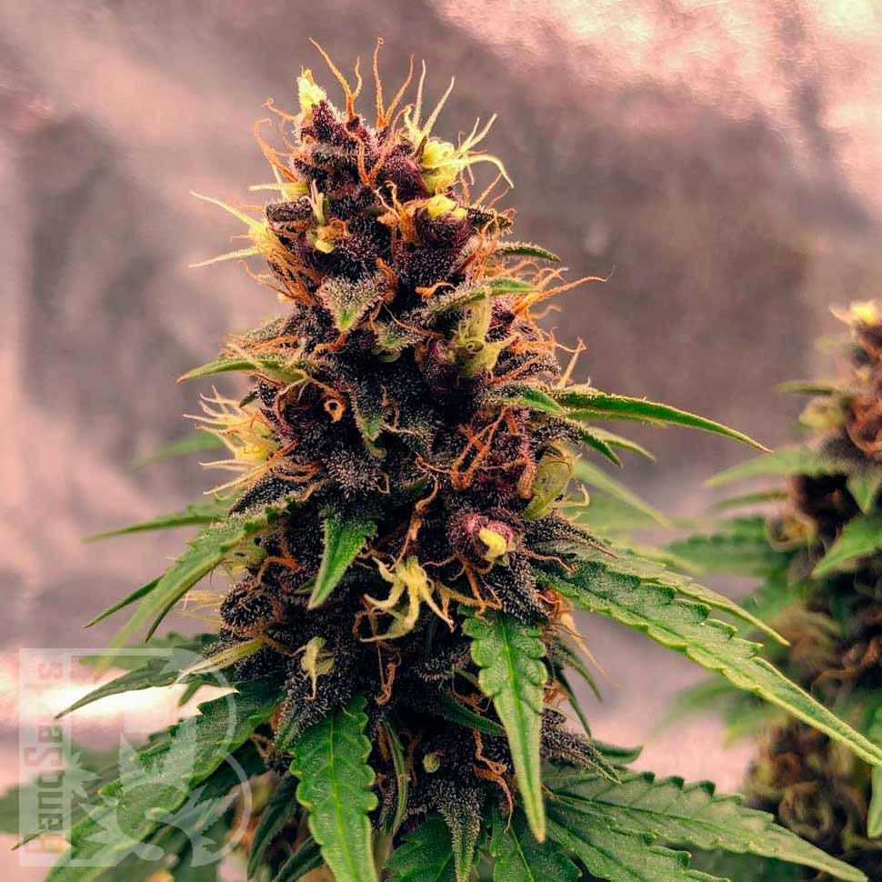 Семена ганжа  Auto Black Opium feminised Ganja Seeds