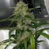 Семена марихуаны  Auto Dos-Si-Dos feminised Ganja Seeds