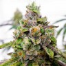 Семена марихуаны  Auto Dos-Si-Dos feminised Ganja Seeds