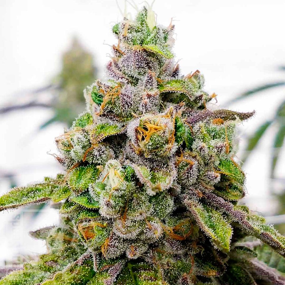 Семена марихуаны  Auto Dos-Si-Dos feminised Ganja Seeds