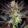 Семена марихуаны  Auto Dos-Si-Dos feminised Ganja Seeds