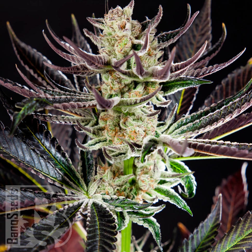 Семена марихуаны  Auto Dos-Si-Dos feminised Ganja Seeds