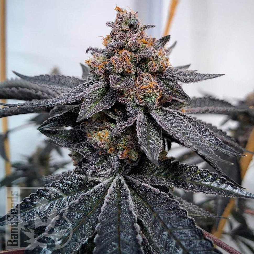 Семена марихуаны  Auto Dos-Si-Dos feminised Ganja Seeds