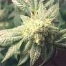 Семена ганжа  Auto Hell's Angel OG feminised Ganja Seeds