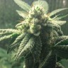 Семена ганжа  Auto Hell's Angel OG feminised Ganja Seeds
