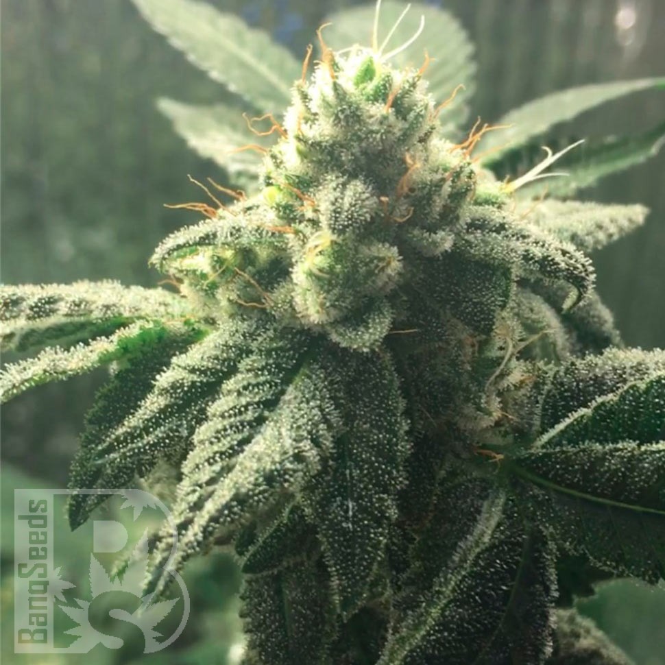 Семена ганжа  Auto Hell's Angel OG feminised Ganja Seeds