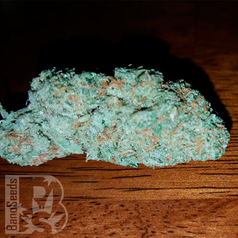 Семена ганжа  Auto Hell's Angel OG feminised Ganja Seeds