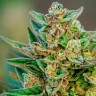 Семена ганжа  Auto Hell's Angel OG feminised Ganja Seeds