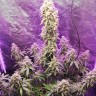 Семена ганжа  Auto Hell's Angel OG feminised Ganja Seeds