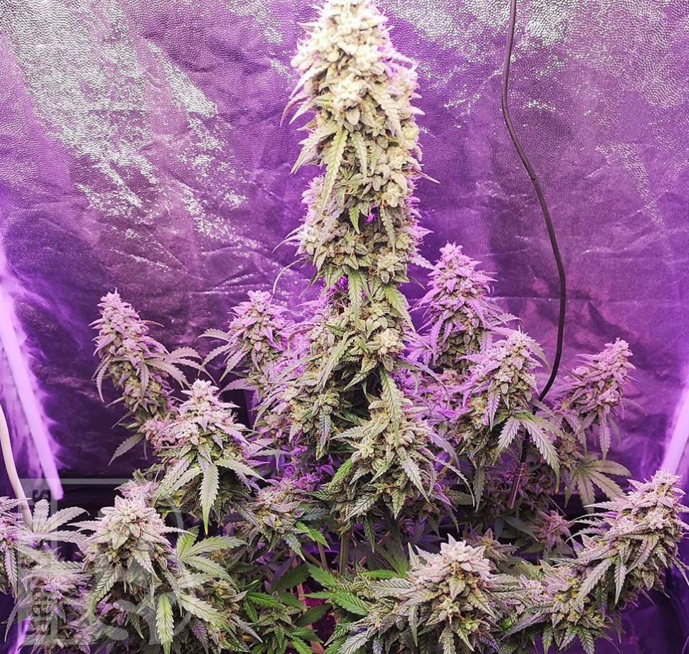 Семена ганжа  Auto Hell's Angel OG feminised Ganja Seeds