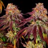 Семена каннабиса  Auto Mimosa feminised Ganja Seeds