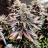 Семена каннабиса  Auto Mimosa feminised Ganja Seeds