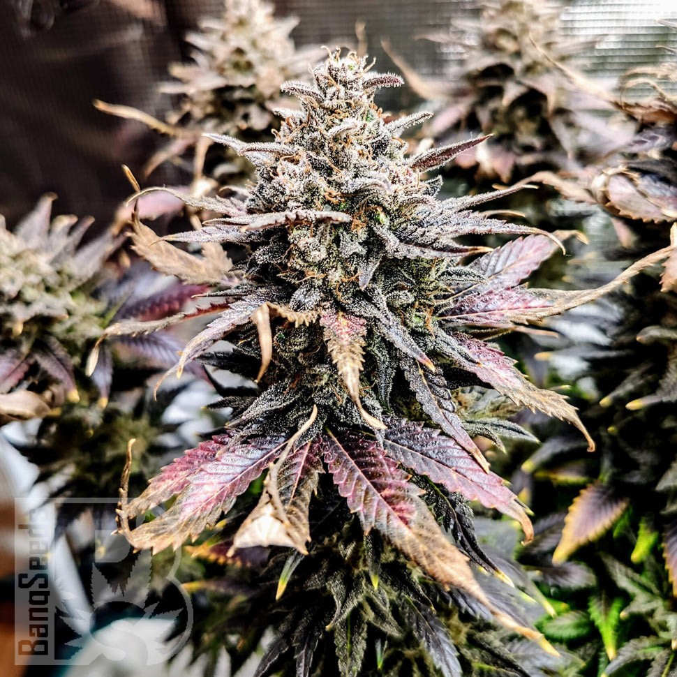 Семена каннабиса  Auto Mimosa feminised Ganja Seeds