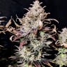 Семена каннабиса  Auto Mimosa feminised Ganja Seeds