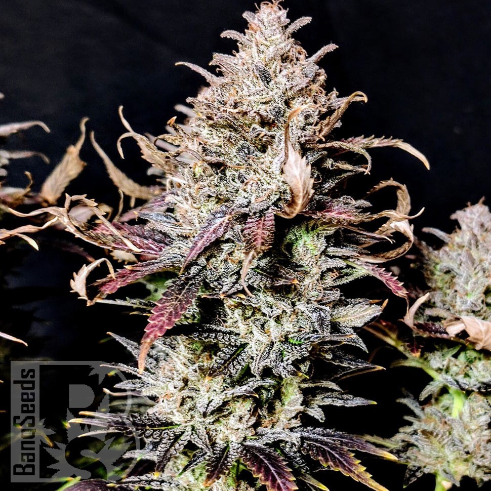 Семена каннабиса  Auto Mimosa feminised Ganja Seeds
