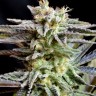 Семена конопли  Auto Tangelo Rapido feminised Ganja Seeds