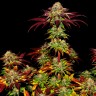 Семена каннабиса  Auto Mintz feminised Ganja Seeds
