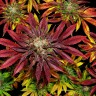 Семена каннабиса  Auto Mintz feminised Ganja Seeds
