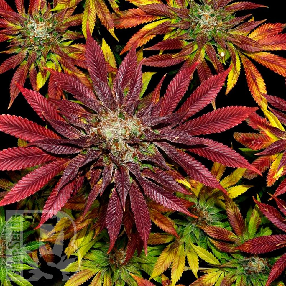 Семена каннабиса  Auto Mintz feminised Ganja Seeds