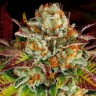 Семена каннабиса  Auto Mintz feminised Ganja Seeds