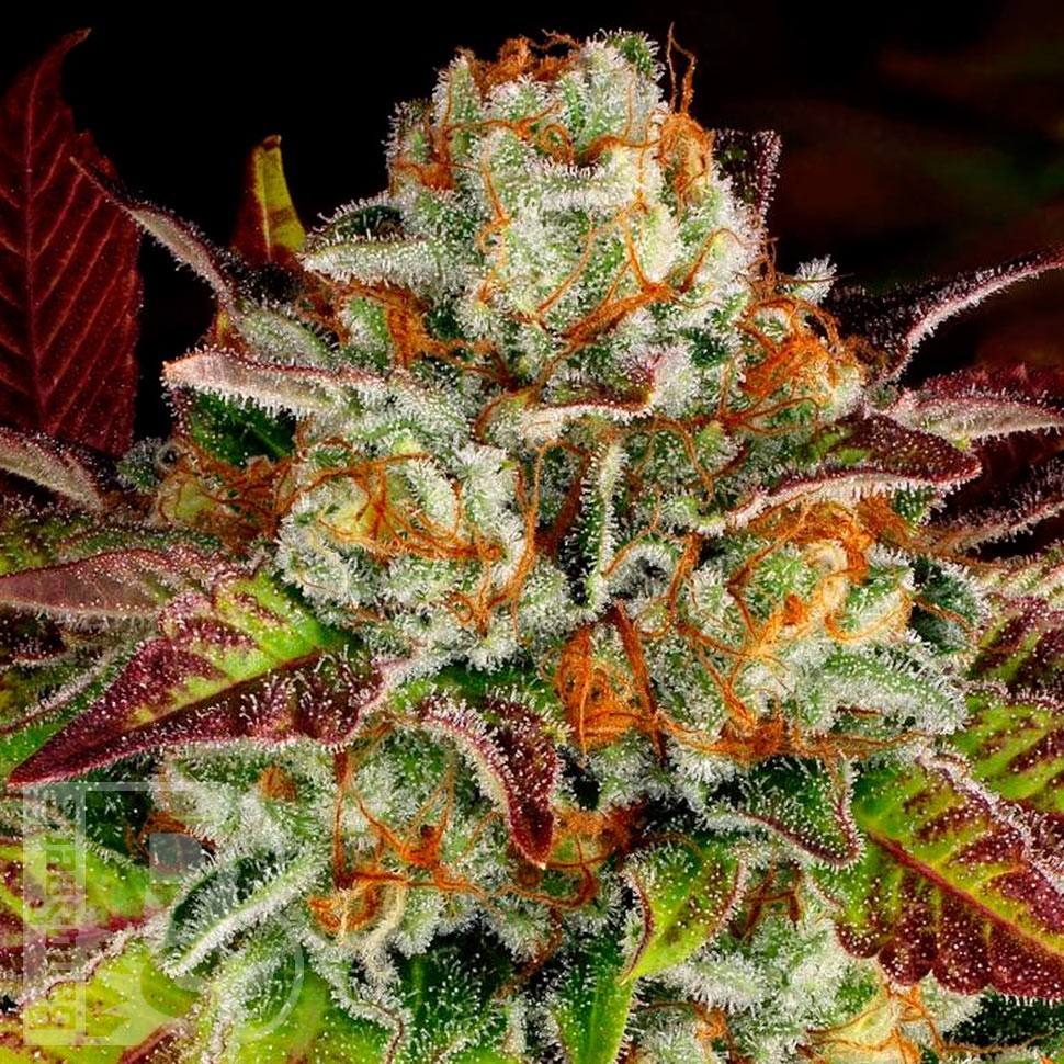 Семена каннабиса  Auto Mintz feminised Ganja Seeds