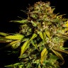Семена каннабиса  Auto Mintz feminised Ganja Seeds