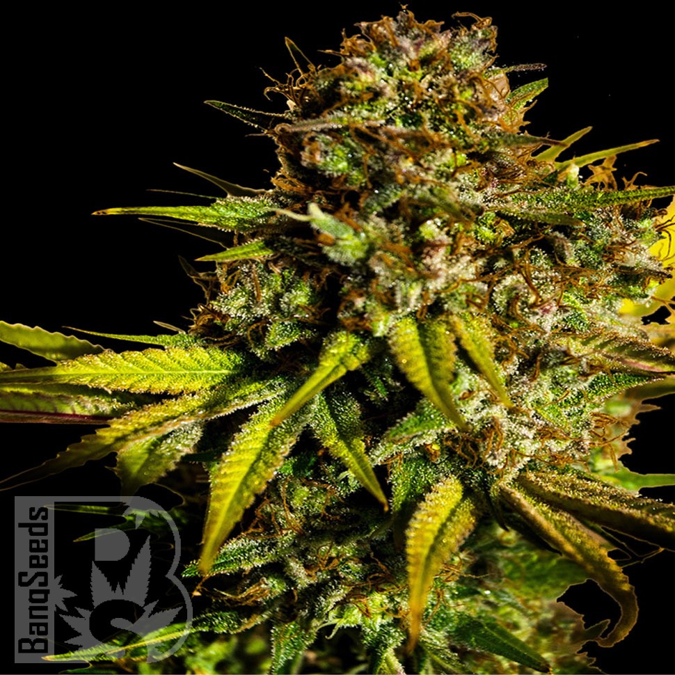 Семена каннабиса  Auto Mintz feminised Ganja Seeds