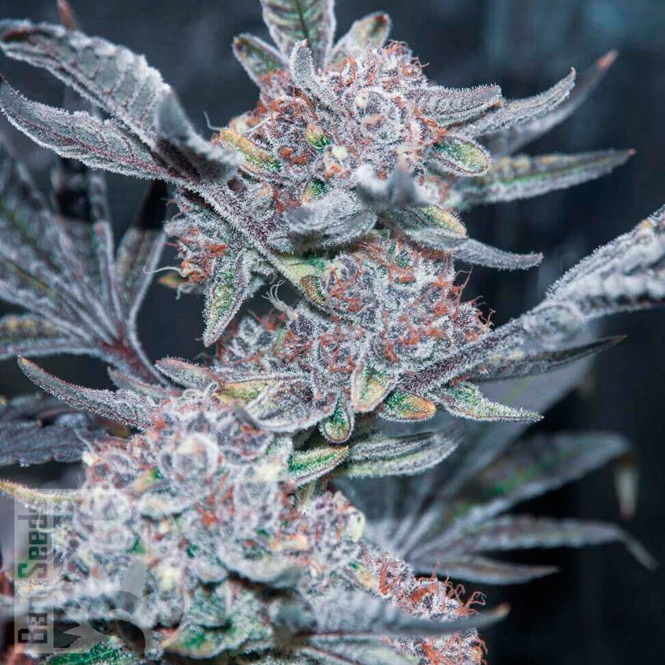 Семена ганжа Auto Tropicana Cookies feminised Ganja Seeds