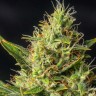 Семена каннабиса  Auto Durban Poison feminised Ganja Seeds