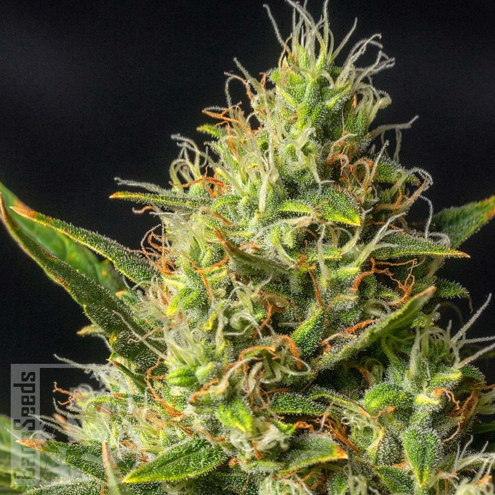 Семена каннабиса  Auto Durban Poison feminised Ganja Seeds