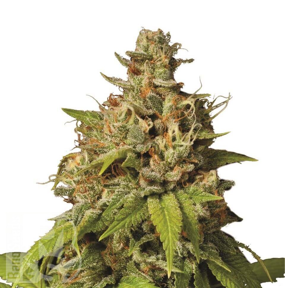 Семена каннабиса  Auto Durban Poison feminised Ganja Seeds