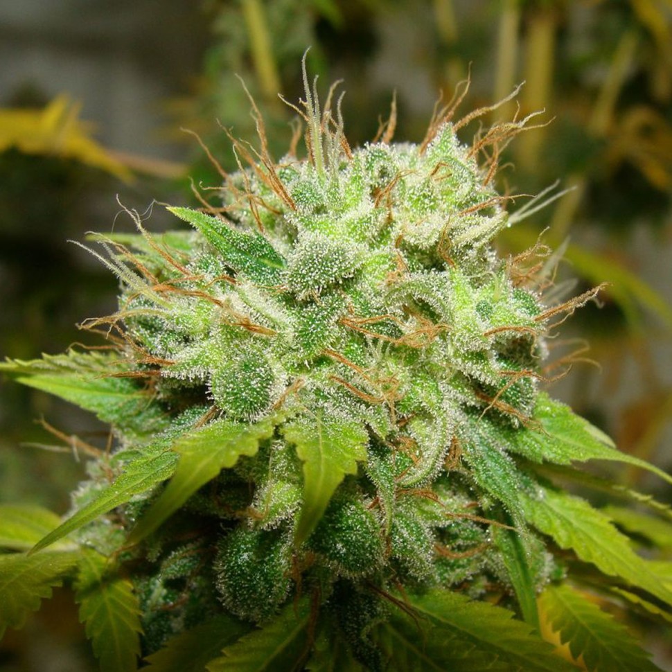 Семена каннабиса  Auto Super Mazar feminised Ganja Seeds