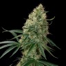 Семена марихуаны Auto Sin Tra Bajo feminised Ganja Seeds